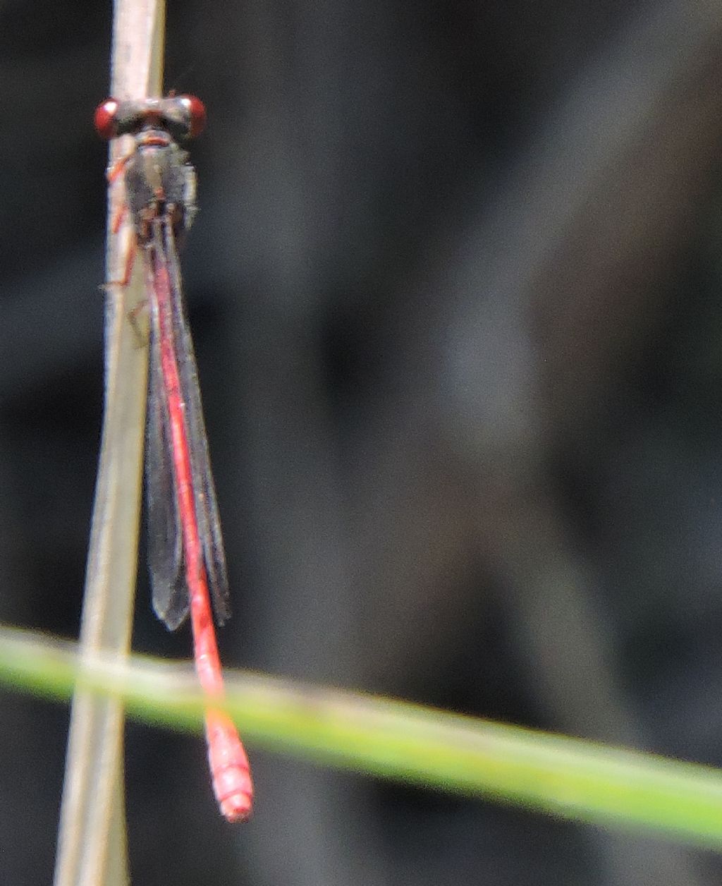 ID  per favore! Ceriagrion sp., possibile C. georgifreyi